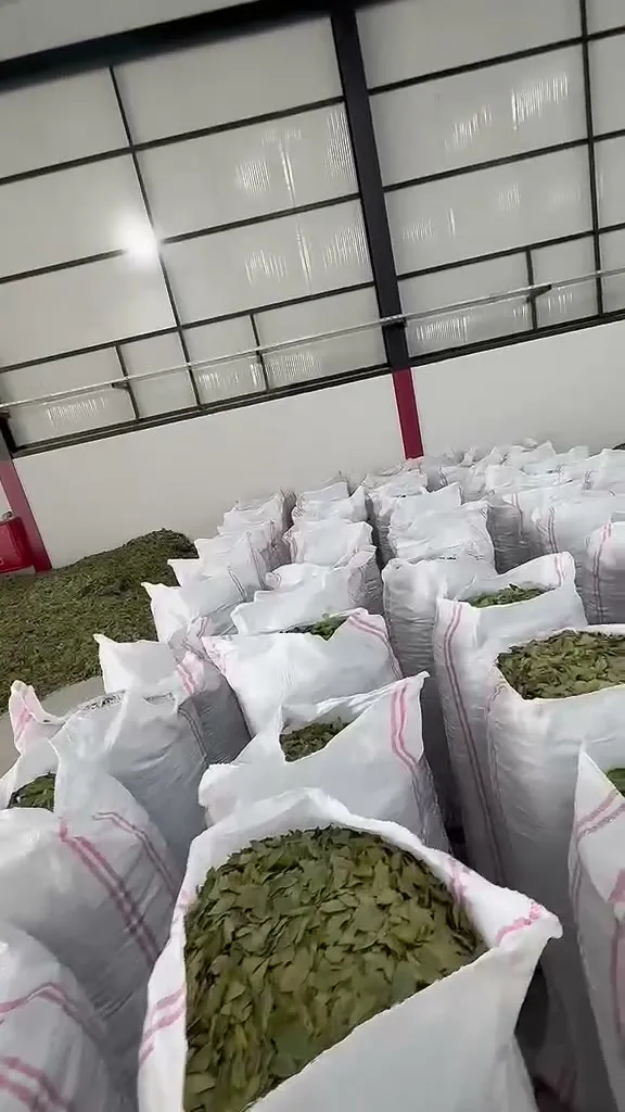 Defne yaprağı aynı çatı altında kurutulur, elenir, ayıklanır ve paketlenir.