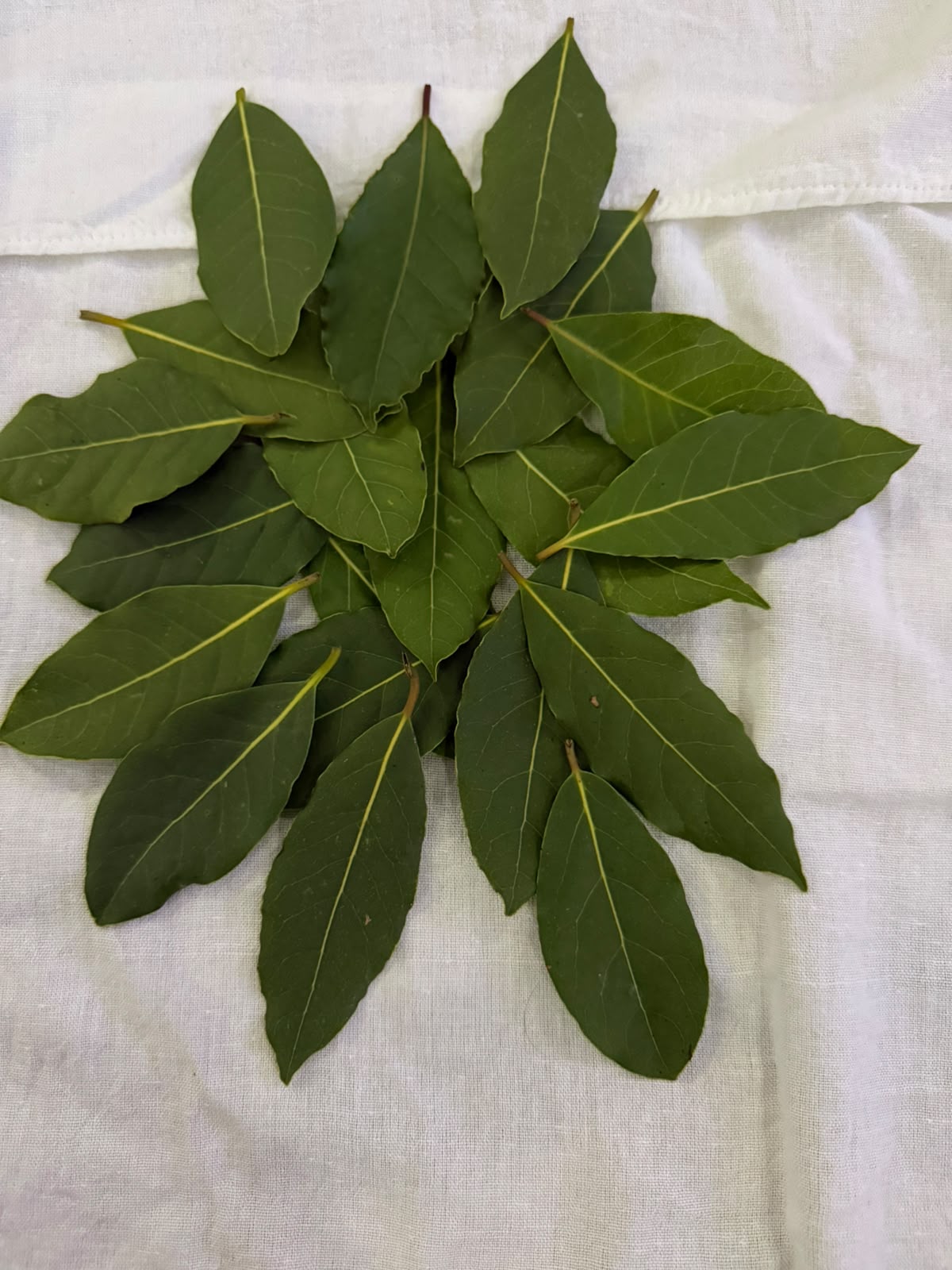 Bunch of fresh bay leaves